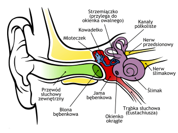 budowa ucha